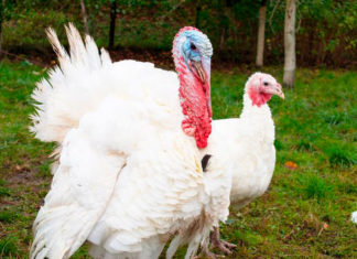 En Pensilvania acusan a granja por crueldad contra pavos