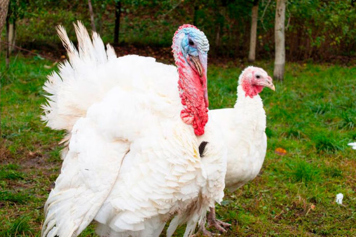 Acusan-a-11-trabajadores-de-granja-por-crueldad-contra-pavos