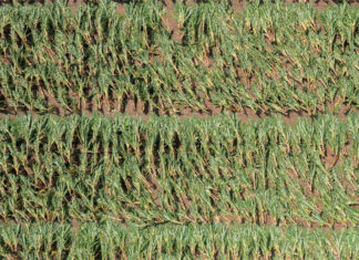 Intento por recuperar cosechas perdidas por huracán