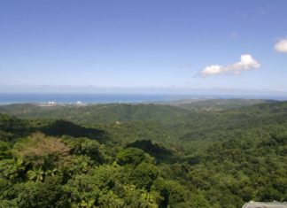 El árbol de palo de rosa, nativo en Puerto Rico, pasa de extinto a amenazado
