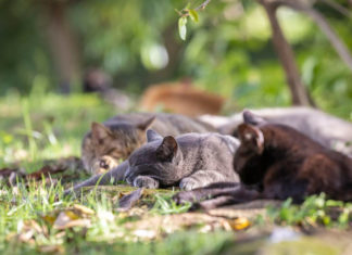 Puerto Rico: Se oponen a retiro de «gatos coloniales»