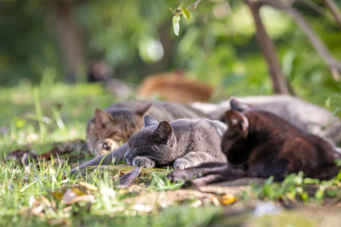 Puerto-Rico-Se-oponen-a-retiro-de-gatos-coloniales