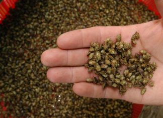 México registra el superávit agroalimentario más alto en 28 años