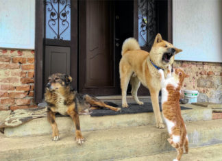 Retiran a 180 perros y gatos de una casa en Nueva Jersey