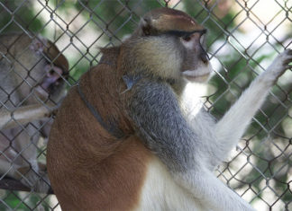 Un zoológico con más de 300 animales lleva 5 años cerrado