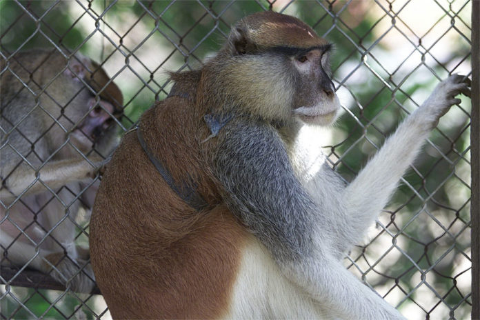 Un-zoológico-con-más-de-300-animales-lleva-5-años-cerrado