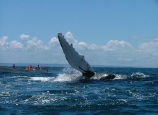 Comienza la temporada de observación de ballenas jorobadas en Rep. Dominicana