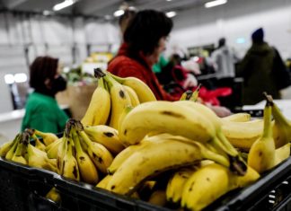 Puerto Rico decomisa 500.000 plátanos con plaga procedentes de Costa Rica