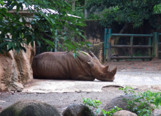 Cierra el único zoológico tras años de denuncias