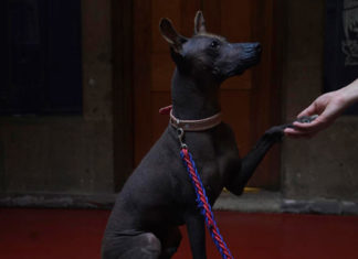 Dios, amigo y guía: no hay otro perro como el Xolo en México