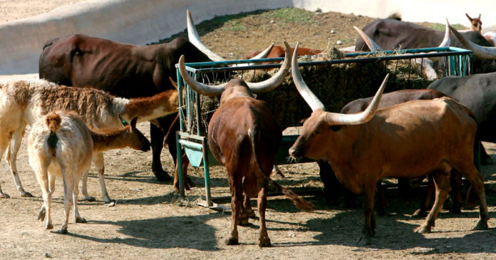 EEUU-ordena-matar-a-150-vacas-salvajes-disparando-desde-helicópteros