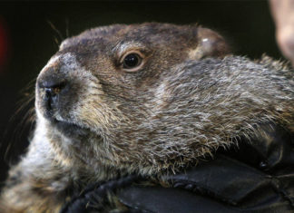 La marmota Phil «predice» seis semanas más de invierno en Estados Unidos