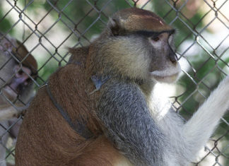 Puerto Rico clausurará su único zoológico tras seis años cerrado al público