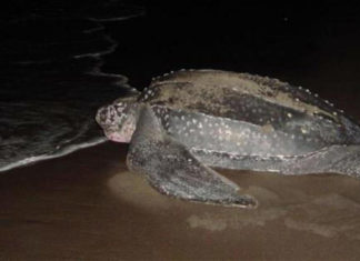 Arranca temporada de anidaje de la tortuga tinglar