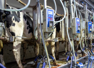 Puerto Rico expande su industria lechera con millonaria inversión