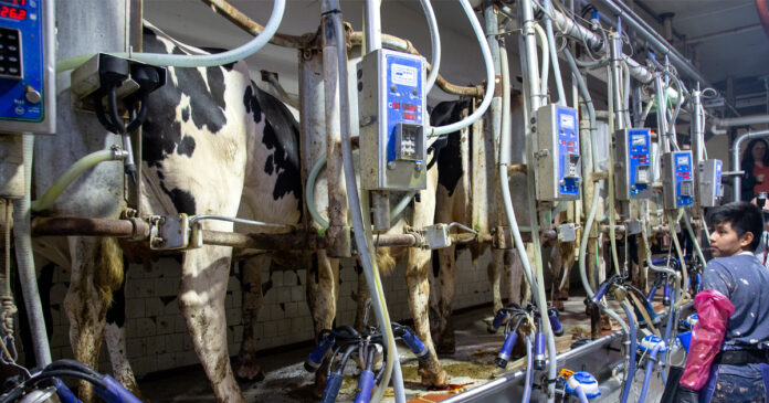 Puerto-Rico-expande-su-industria-lechera-con-millonaria-inversión