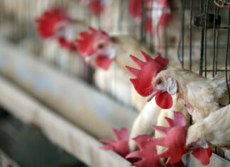 Puerto Rico prohíbe la importación de aves vivas procedentes de Pensilvania