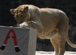 Puerto Rico traslada algunos animales de su único zoológico a Colorado