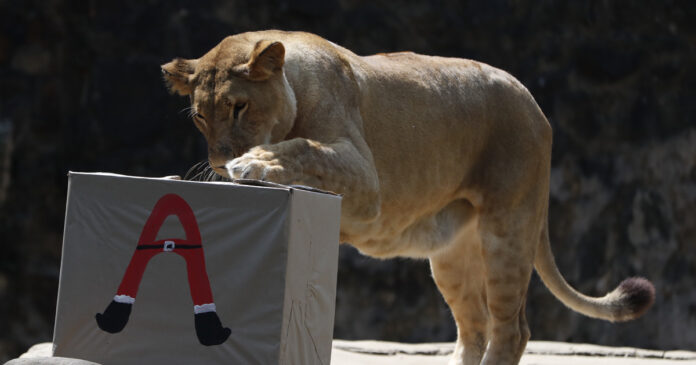 Puerto-Rico-traslada-algunos-animales-de-su-único-zoológico-a-Colorado