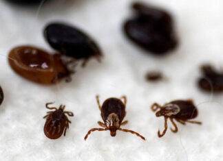 What to know about tick, Lyme season following a mild winter