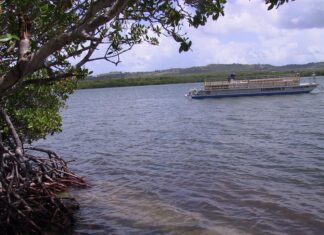 Acuerdan restaurar los manglares de importante reserva de Puerto Rico