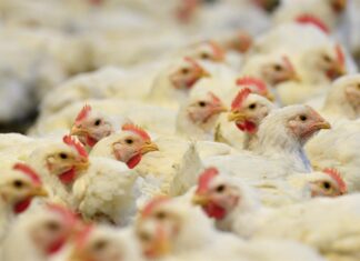 Estados Unidos aprueba la venta de pollo cultivado en laboratorios