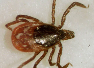 Aumentan casos de enfermedades transmitidas por garrapatas; expertos culpan al cambio climático