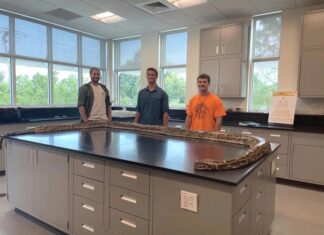 Capturan una pitón de 19 pies, la más grande cazada hasta ahora en Florida