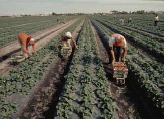 EE. UU. sanciona a cultivador por incumplir protecciones a trabajadores agrícolas extranjeros