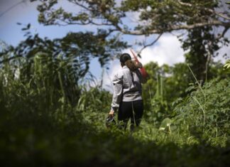 El 50 % de agricultores puertorriqueños cambió en 5 años su siembra por líos en producción