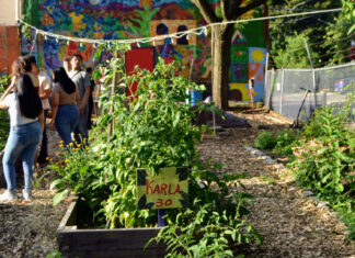 Jardines de Norris Square Neighborhood Project, 50 años de ser un oasis para quien quiera visitarlo
