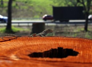 Puerto Rico es demandado por aprobar proyectos en zonas de alto valor ecológico