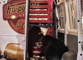 Dos osos saquean camioneta de donas que hacía entregas en Alaska