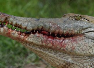 Identifican a mujer de 41 años como víctima mortal de posible ataque de caimán en Florida