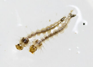 RD atraviesa un brote epidémico de dengue