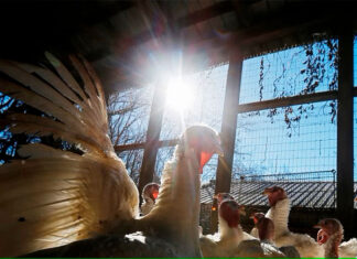 Thanksgiving, mucho que agradecer y reflexionar