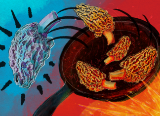 Hongos misteriosos son el centro de un brote de intoxicación alimentaria