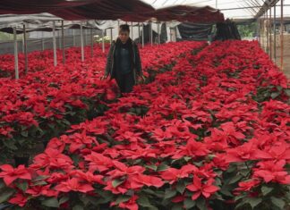 ¿Poinsettia? ¿Nochebuena? La flor que es un símbolo de la Navidad tiene varios nombres