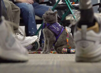 Promueven terapia con gatos para mejorar el bienestar de comunidades