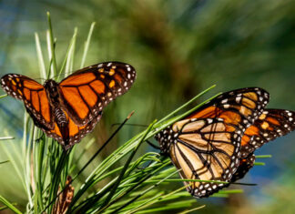 Disminuye el número de mariposas monarca que hibernaron en California el año pasado, según estudio mariposas monarca