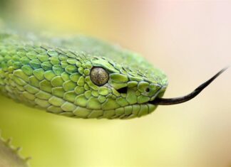Investigador en Puerto Rico ayuda a crear el árbol evolutivo más grande de varios reptiles evolutivo