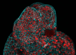 Científicos utilizan células de líquido amniótico para cultivar minipulmones y otros órganos