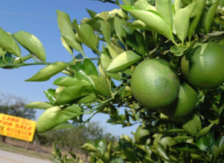 Unos van otros vienen, una radiografía de los cambios demográficos en EE. UU. radiografía