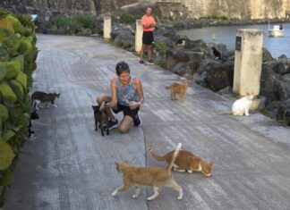 La presencia de los icónicos gatos del Viejo San Juan pende de un hilo gatos