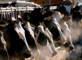 Gripe aviar se propaga a más animales de granja en EE. UU. ¿Es seguro consumir leche y huevos? gripe aviar