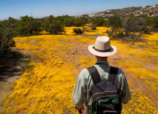 Botánicos de México y EE. UU. documentan un ecosistema dividido por el muro fronterizo México