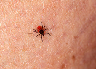 Department of Health Launches New Dashboard to Help Prevent Tickborne Diseases Tickborne