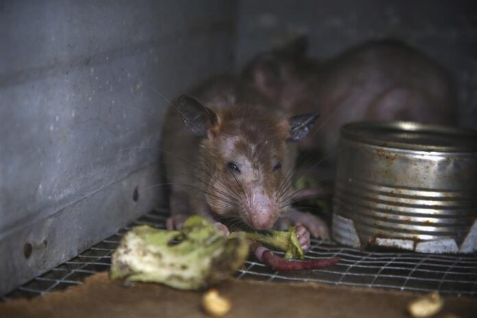 ef34b70a8ddcbae521cc9f54493a91c59df06cf2miniw cumbre