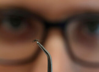 EE. U.U emite advertencia por aumento de casos de dengue dengue