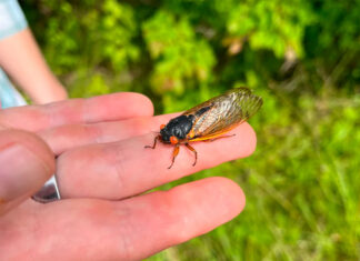 El sonido que producen las cigarras afecta a algunos más que a otros… ¿por qué? cigarras
